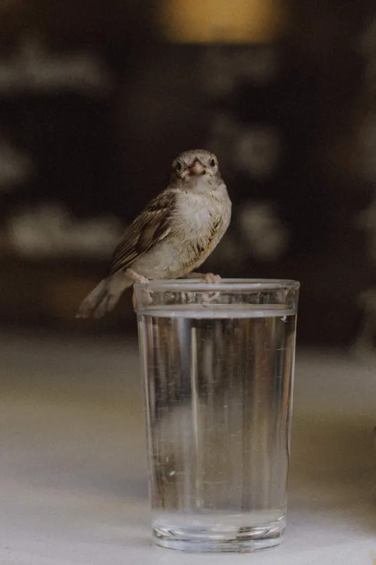 A small sparrow perches on the rim of a clear glass of water, pausing for a drink in soft, natural light.