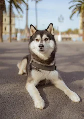 Husky dog portrait during family photoshoot in Barcelona