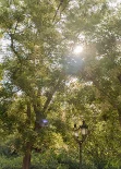 Sunlight through trees during vacation photoshoot in Barcelona park